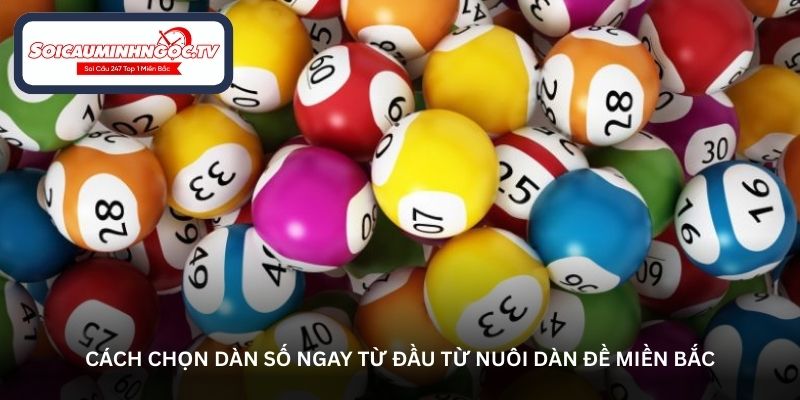 Cách chọn dàn số ngay từ đầu từ nuôi dàn đề miền bắc