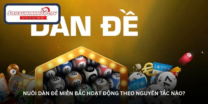 Nuôi dàn đề miền Bắc hoạt động theo nguyên tắc nào?