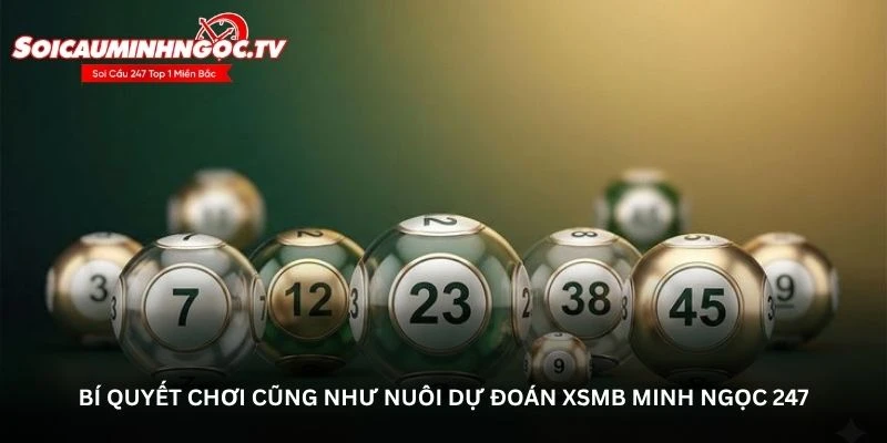 Bí quyết chơi cũng như nuôi dự đoán XSMB Minh Ngọc 247