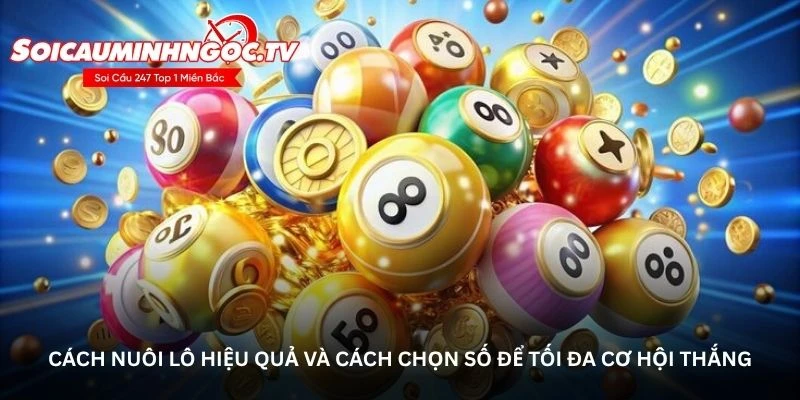 Cách nuôi lô hiệu quả và cách chọn số để tối đa cơ hội thắng