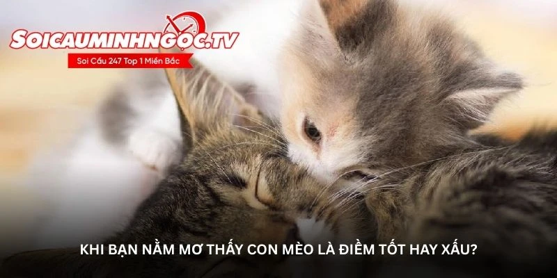Khi bạn nằm mơ thấy con mèo là điềm tốt hay xấu?