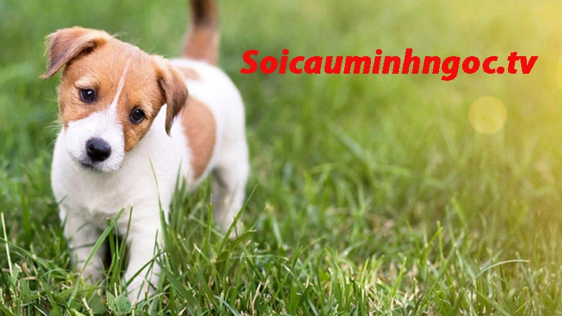 Nằm mơ thấy chó sói có ý nghĩa gì