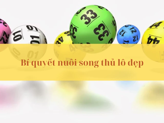 Nắm bí quyết nuôi song thủ lô hiệu quả