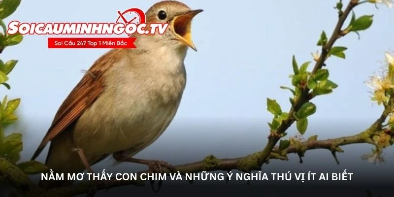 Nằm mơ thấy con chim và những ý nghĩa thú vị ít ai biết