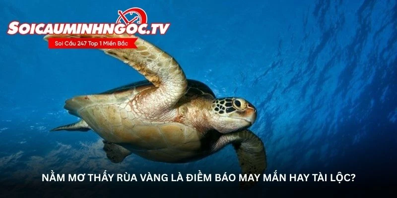Nằm mơ thấy rùa vàng là điềm báo may mắn hay tài lộc?