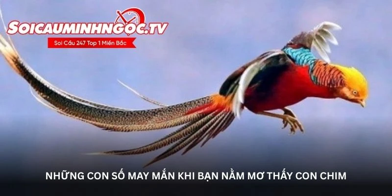 Những con số may mắn khi bạn nằm mơ thấy con chim