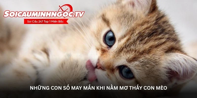 Những con số may mắn khi nằm mơ thấy con mèo