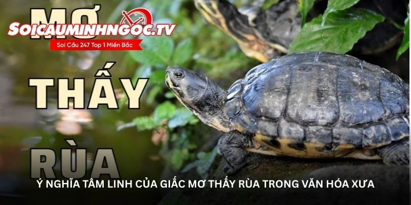 Ý nghĩa tâm linh của giấc mơ thấy rùa trong văn hóa xưa
