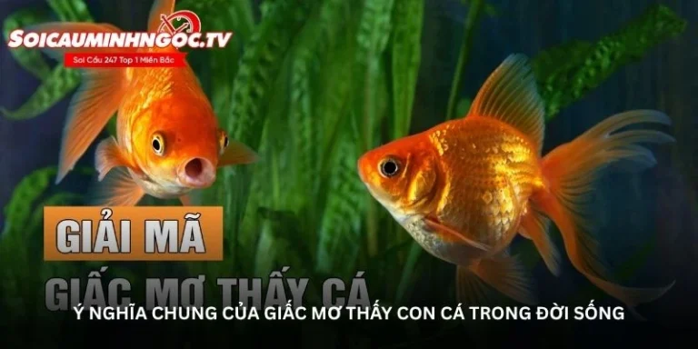 Nằm mơ thấy con cá – Thông điệp từ tiềm thức bạn cần biết