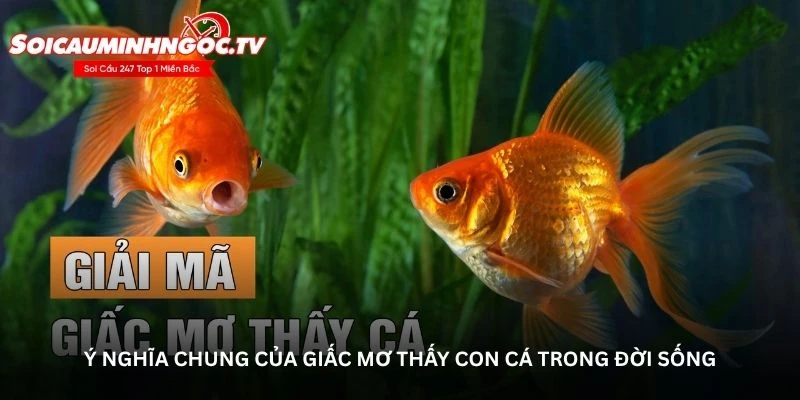 Nằm mơ thấy con cá – Thông điệp từ tiềm thức bạn cần biết