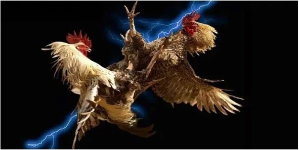 Bí quyết chọn lựa và chăm sóc gà đá cựa da