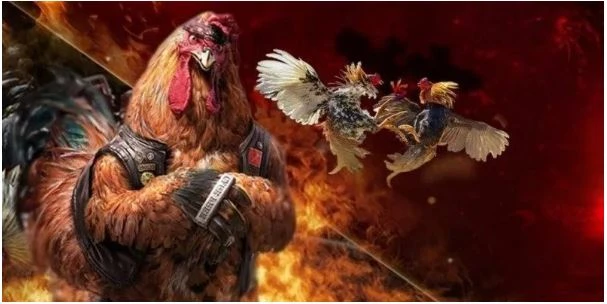 Đá gà giải trí