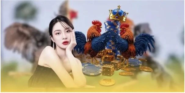Giới Thiệu Về Đá Gà Miền Bắc